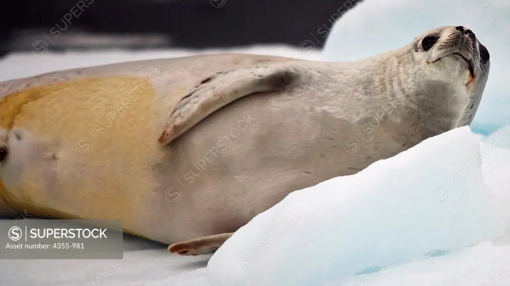Crabeater Seal in Antarctica