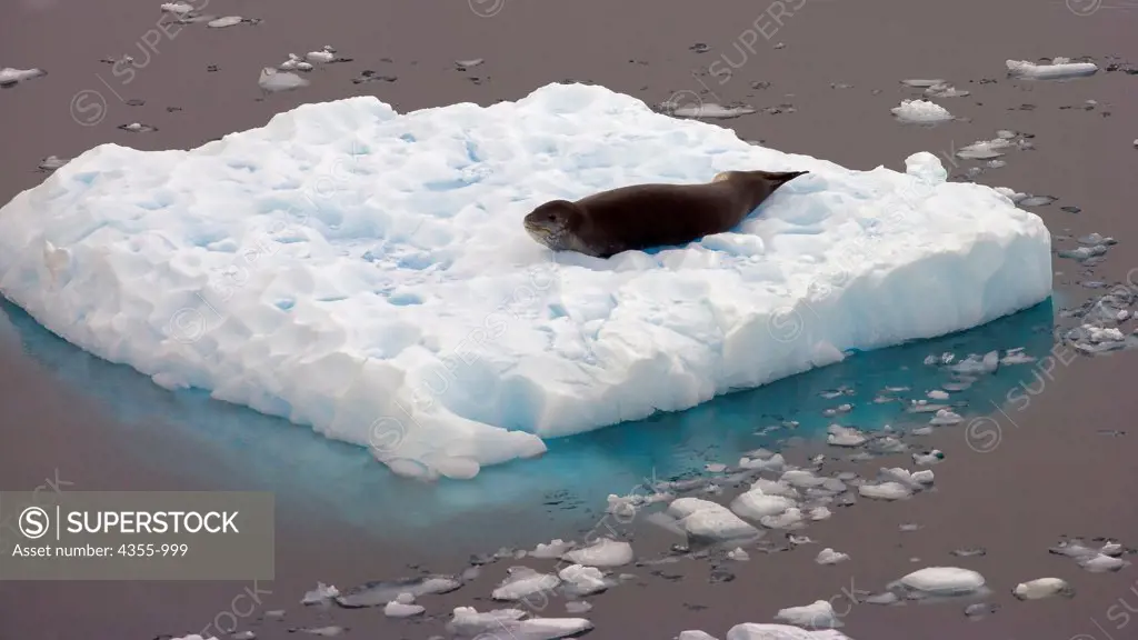 Leopard Seal floating on ice in the Lemaire Channel