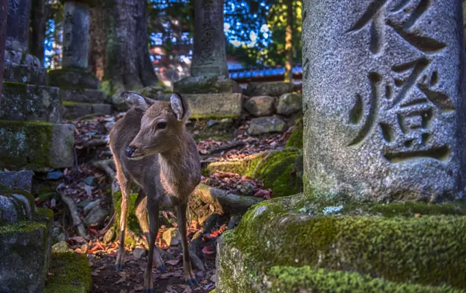 Nara is located in the Kansai region of Japan and deer run wild in the park and streets.