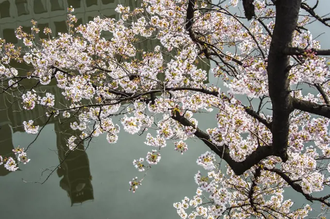 Cherry Blossoms in bloom at Chidorigafuchi the moat located in the northwest of the Imperial Palace, Tokyo