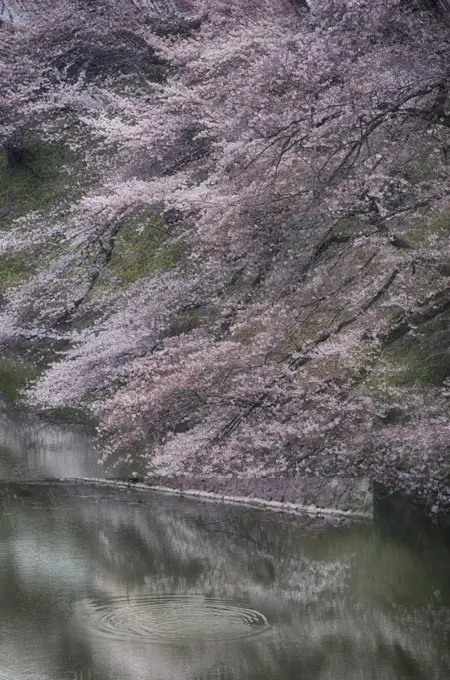 Cherry Blossoms in bloom at Chidorigafuchi the moat located in the northwest of the Imperial Palace, Tokyo