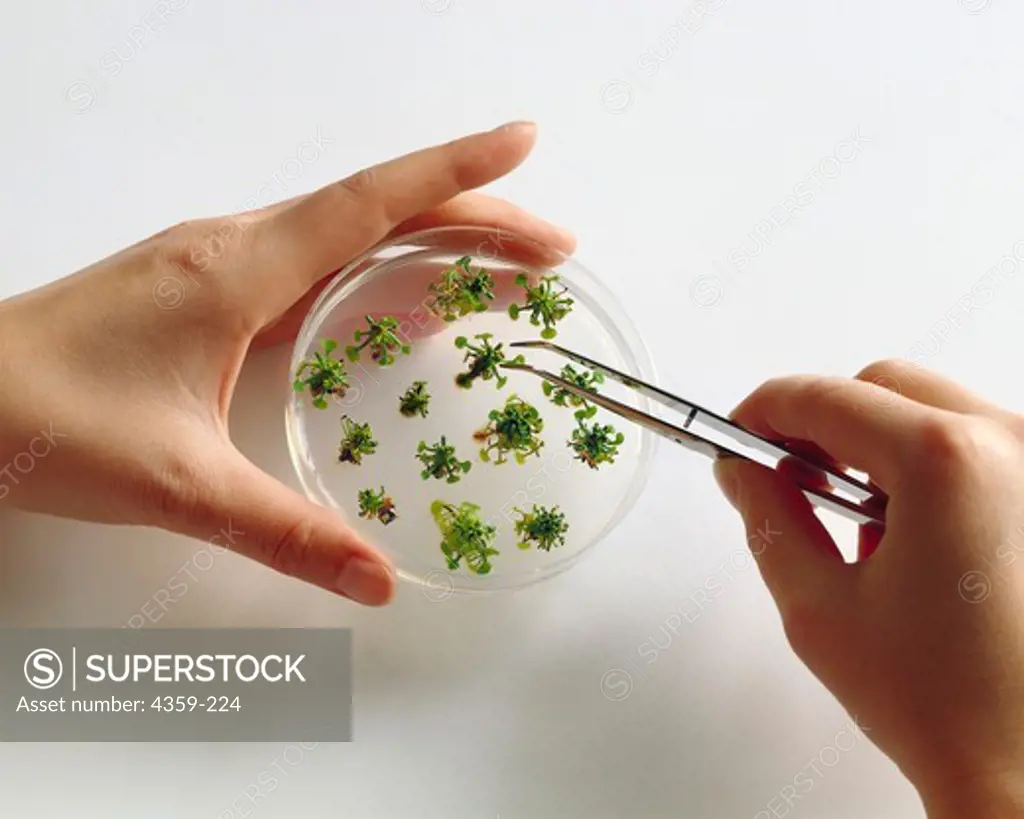 Agricultural Research on Sundew Plants