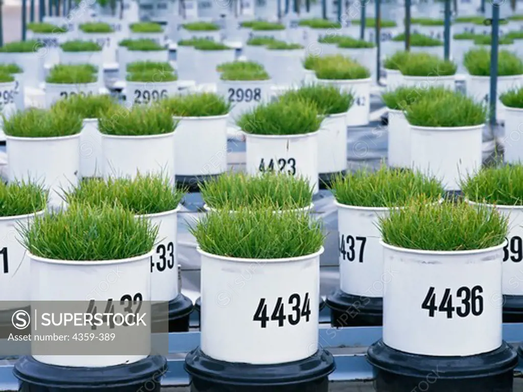 Grass in experimental pots at an agricultural testing station.