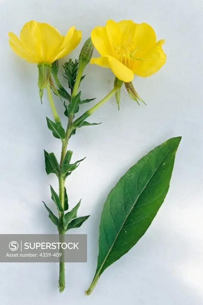 A sprig of evening primrose, leaf and flowers, which may be used as a medicinal herb.