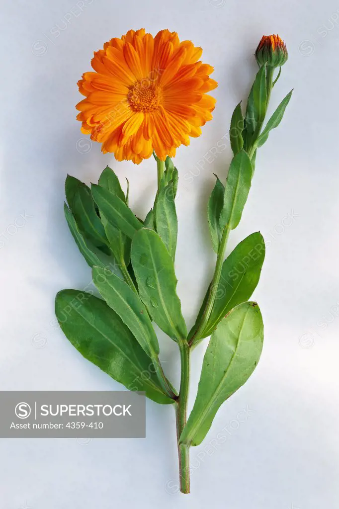 Flower and leaf of a marigold plant.