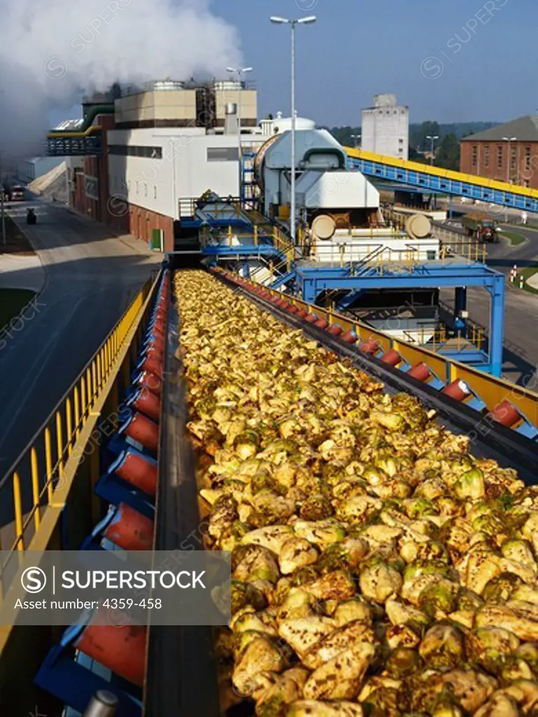 Sugar beets are being delivered on a conveyor belt, for processing at a sugar mill.