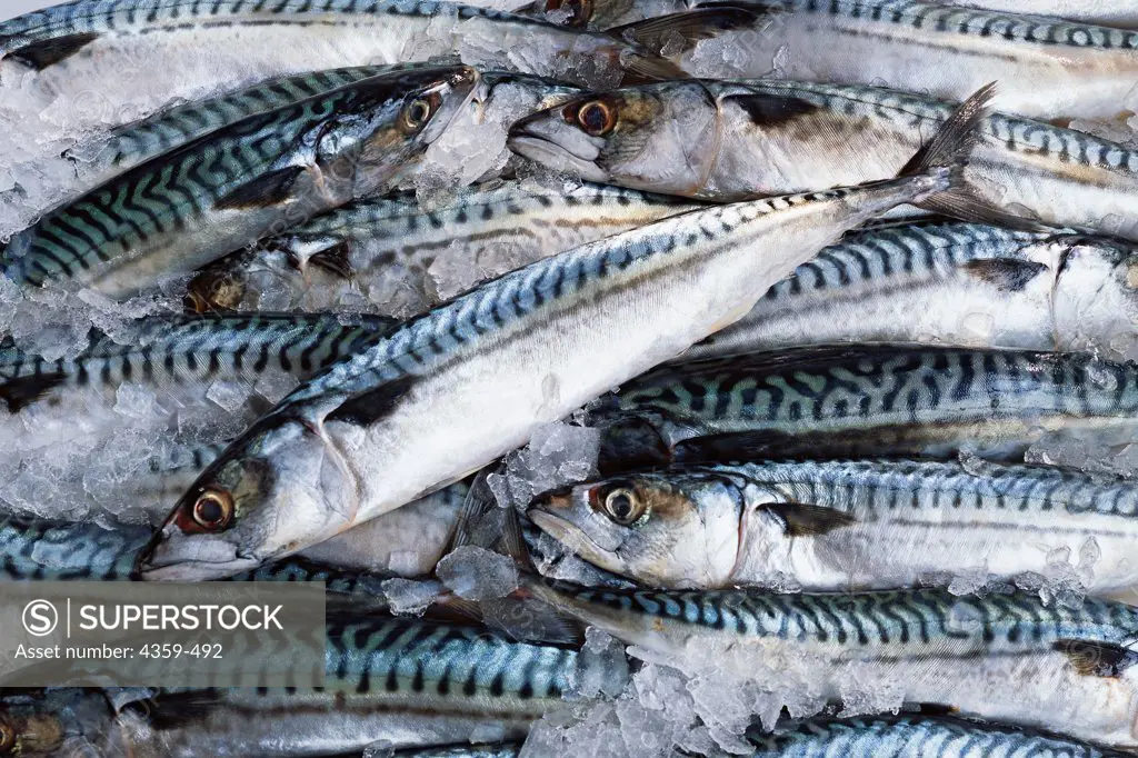 A collection of fresh mackerel on ice.