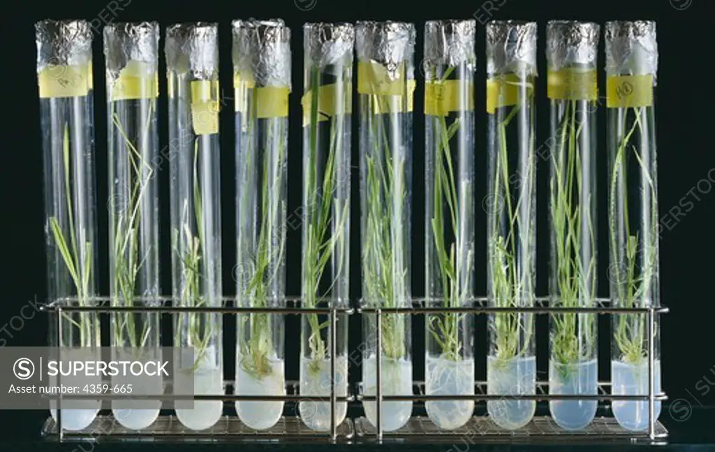 Cereal plants growing from tissue culture in test tubes
