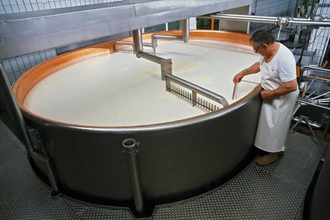 Milk being curdled in a large vat. A cheesemaker takes a sample from rennet-treated milk.