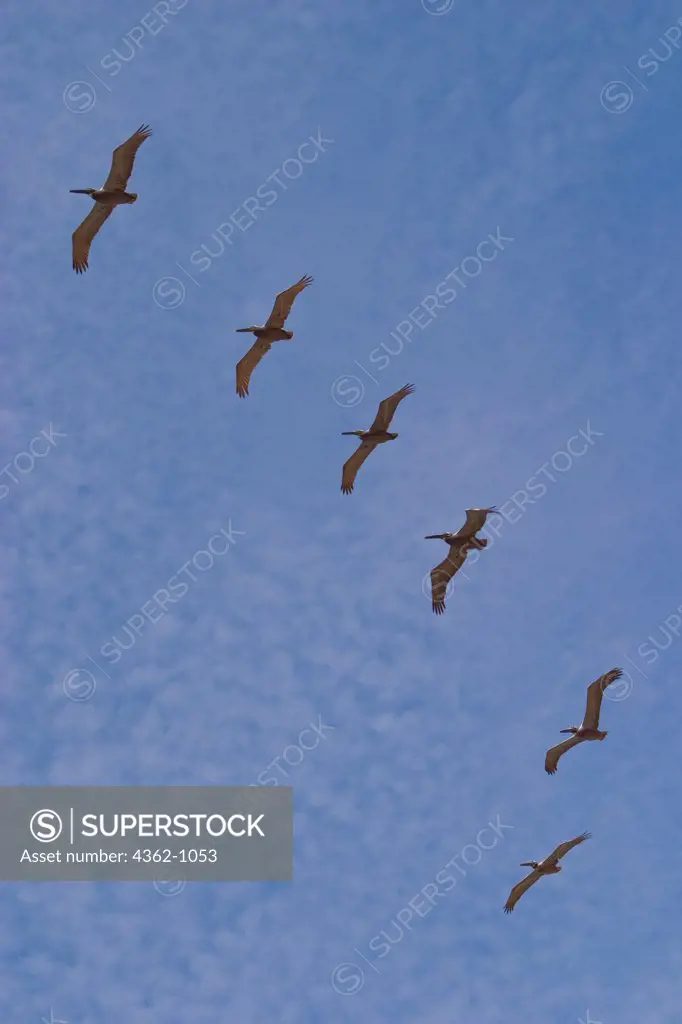 USA, New Mexico, San Pancho, Pelicans flying in formation.Pelicans flying in formation over San Pancho, MX.  Pelicans are a genus of large water birds comprising the family Pelecanidae. They are characterized by a long beak and large throat pouch used in catching prey and draining water from the scooped up contents before swallowing.
