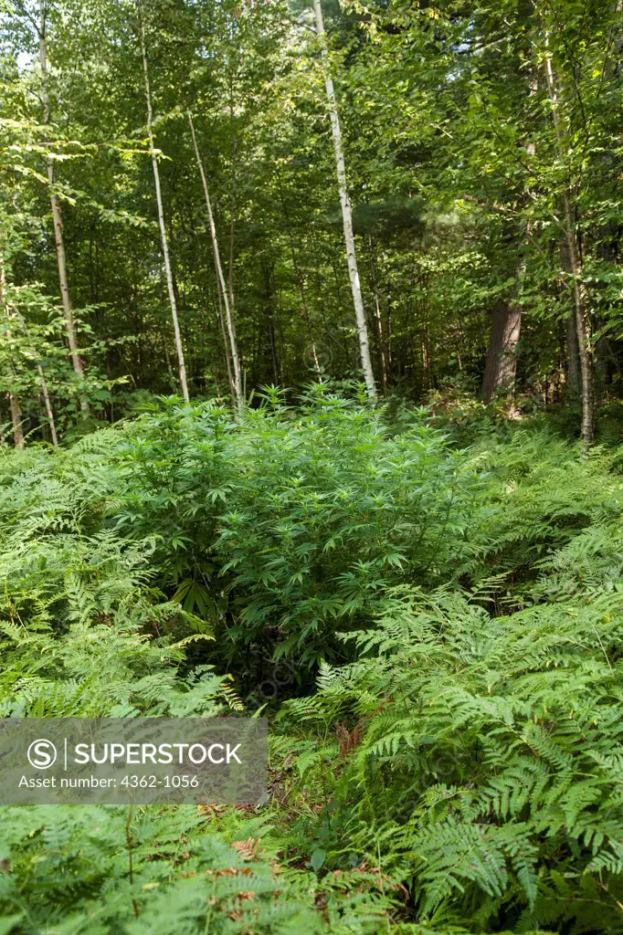USA, Massachusetts, Illegal marijuana patch growing in forest