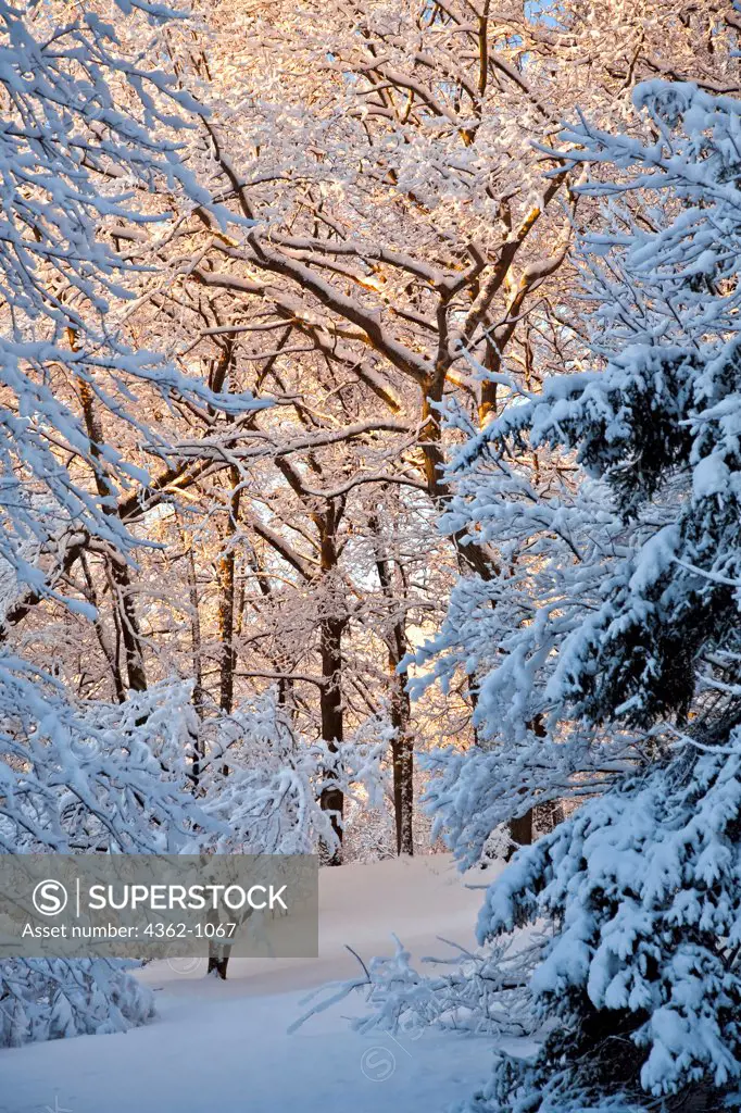 USA, Massachusetts, Scenic winter landscape