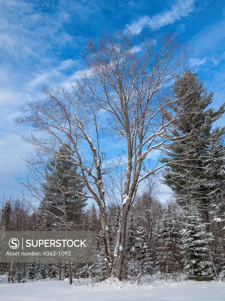 USA, New Hampshire, Lancaster, Century old sugar maple tree in winter