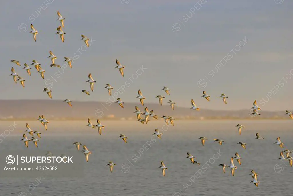 Flock of Dunlins