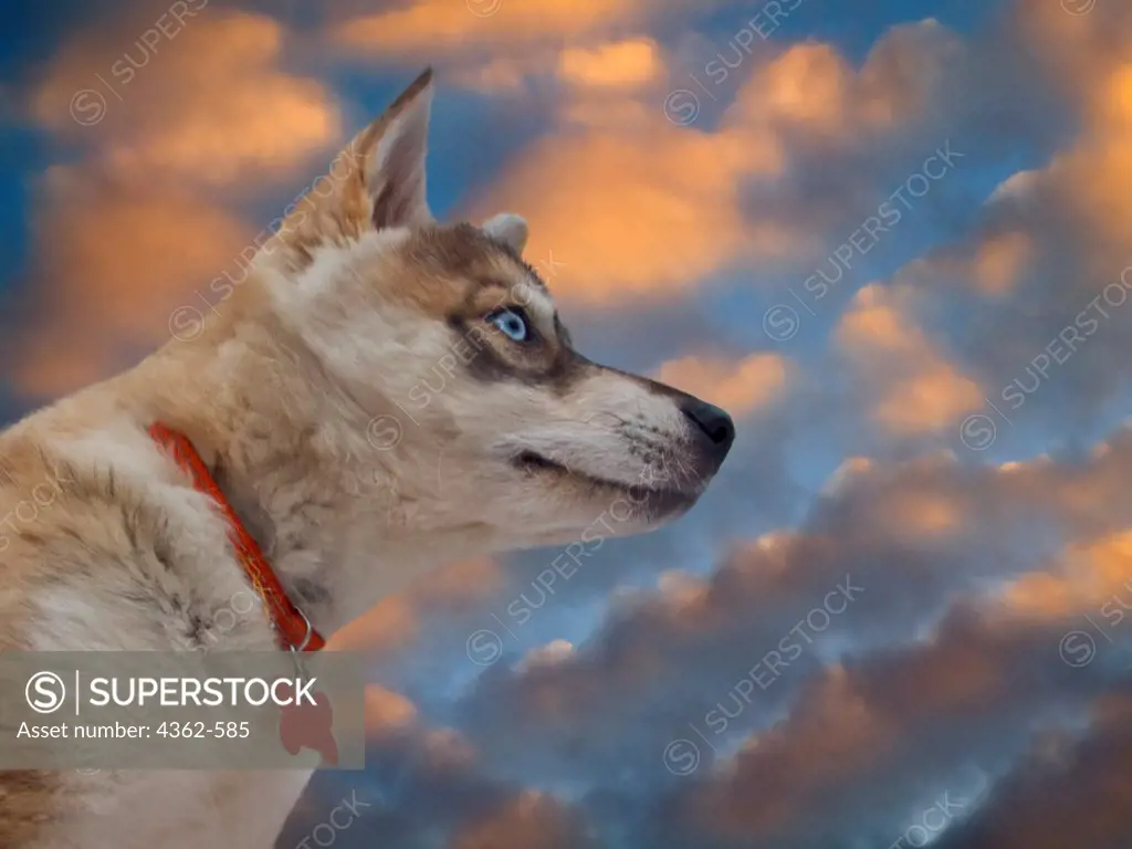 Dog and Clouds