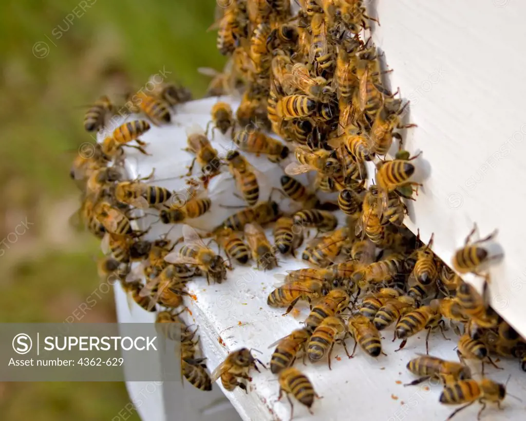 Honeybees Guarding the Entrance to Their Hive