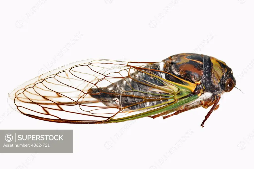 Dogday Harvestfly, a Cicada