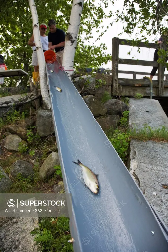 Helping Spawning Alewife Fish