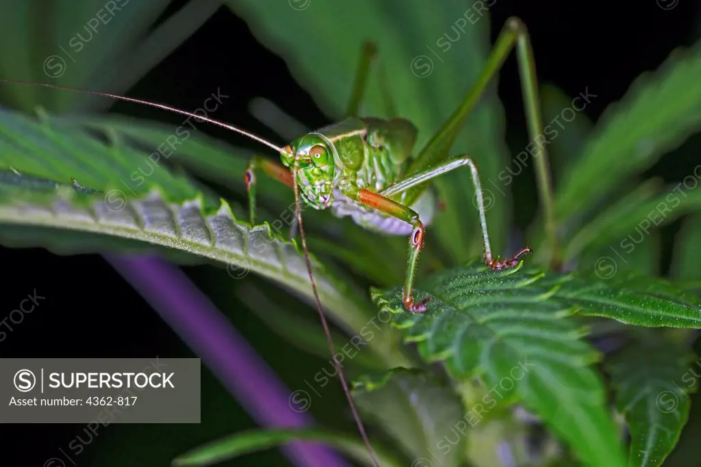 A grasshopper sitting on a leaf of a marijuana plant.