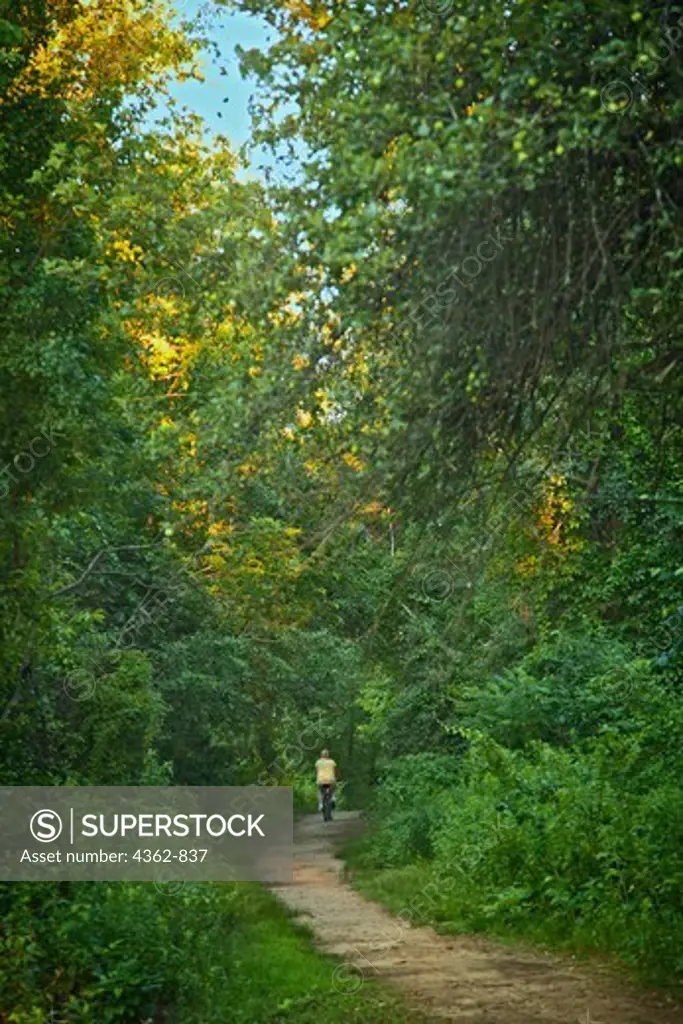 USA, Massachusetts, Woburn, Woman riding bicycle down path through forested park