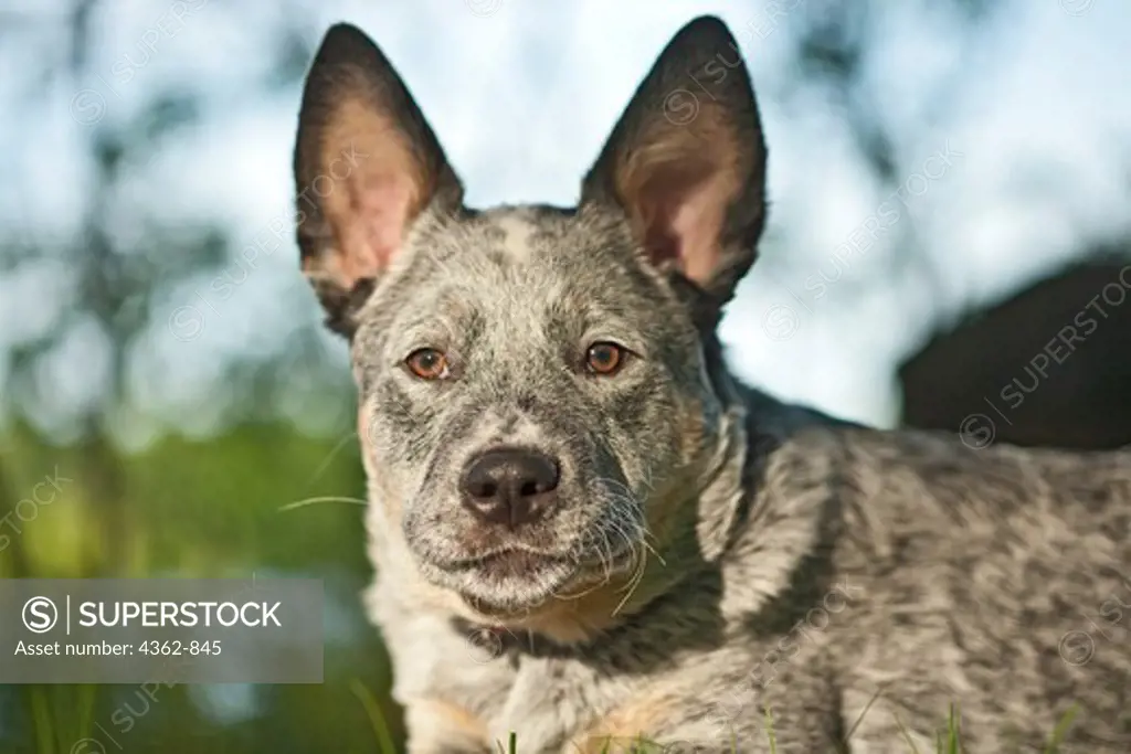 Portrait of Australian Cattle Dog