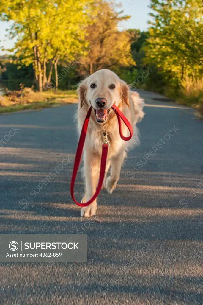 Golden Retriever walking herself down road, holding her own leash in mouth