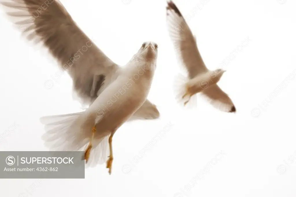 Seagulls hovering in flight