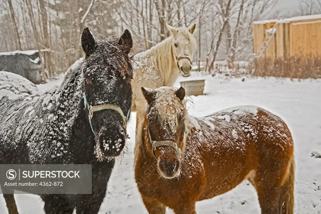 USA, New Hampshire, Lancaster, Horses standing in corral in snow