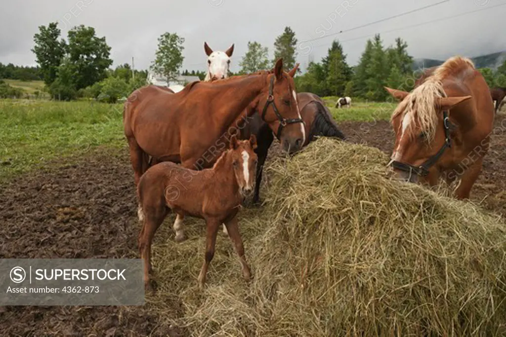 USA, New Hampshire, Group of horses eating hay in corral