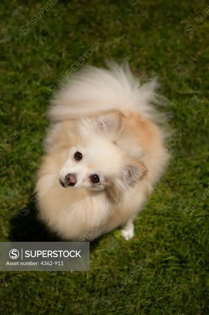 Pomeranian dog sitting on grassy lawn