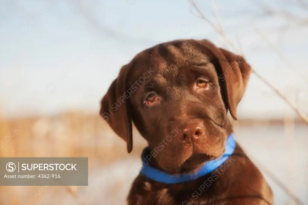 Portrait of Chocolate Labrador Retriever puppy