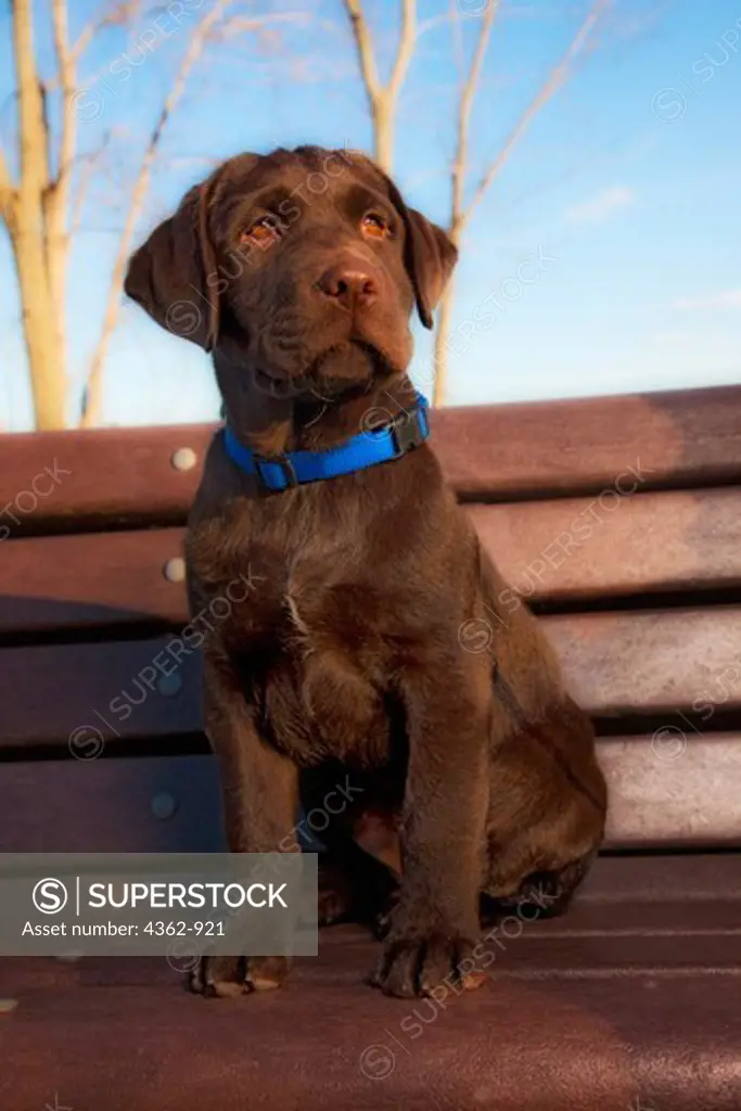 Chocolate Labrador Retriever puppy sitting on park bench