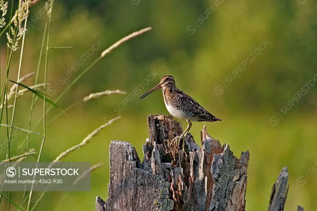USA, New Hampshire, Common snipe (Gallinago gallinago) perched on stump in grassy marsh