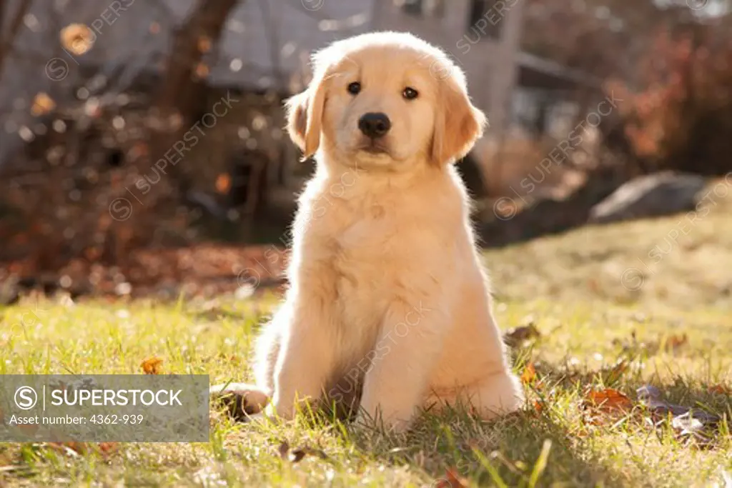 Golden Retriever puppy on lawn