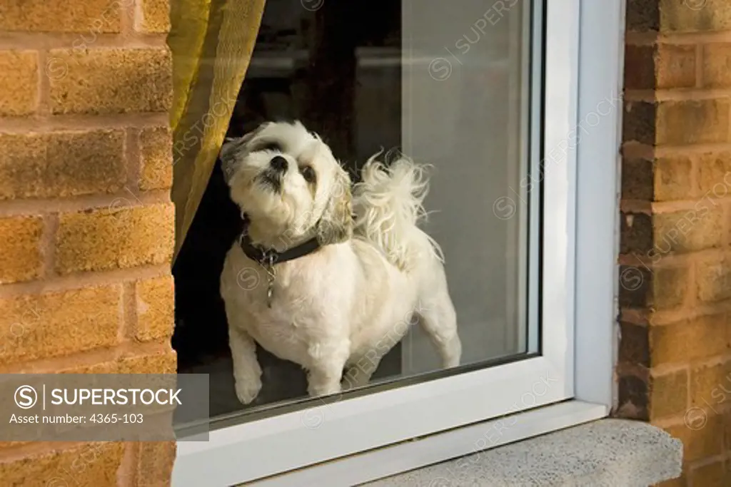Dog in Window