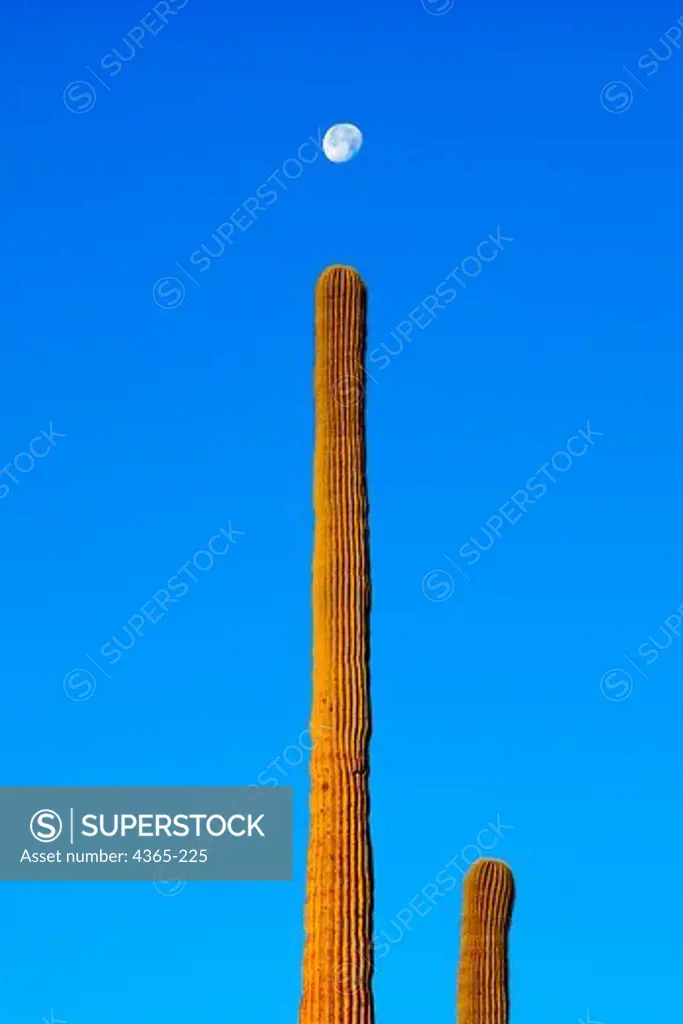 Saguaro Cactus at Dawn