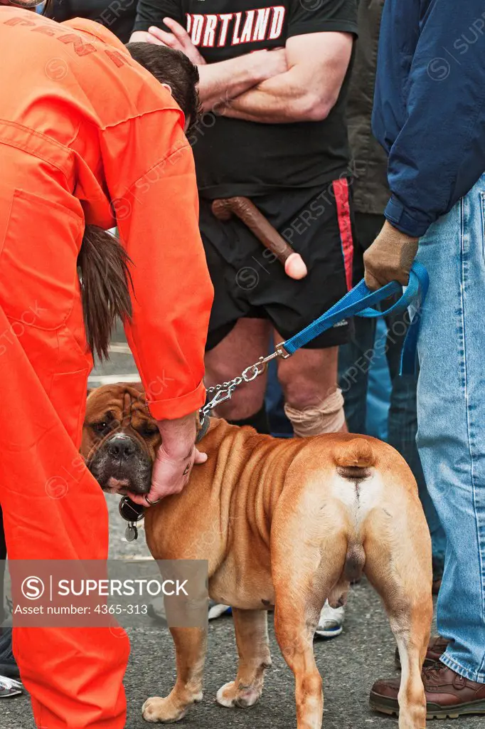 A tan pit bull stands near a man wearing a fake penis outside his pants.