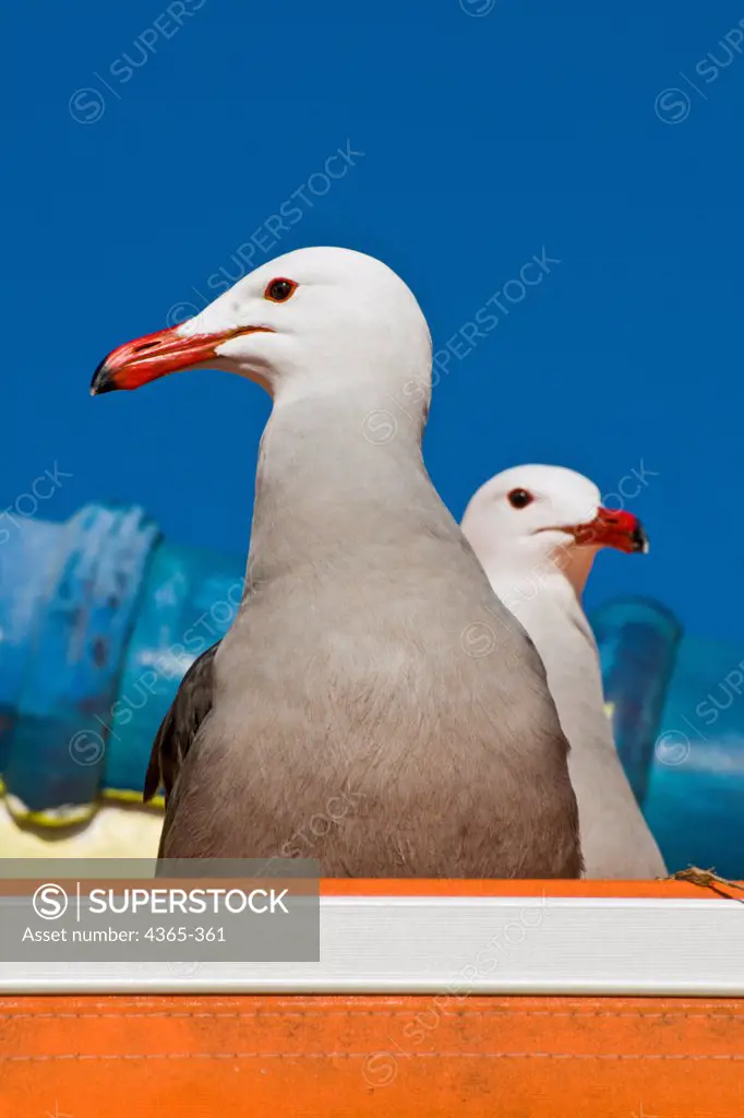 A pair of Heermann's gull (Larus heermanni).