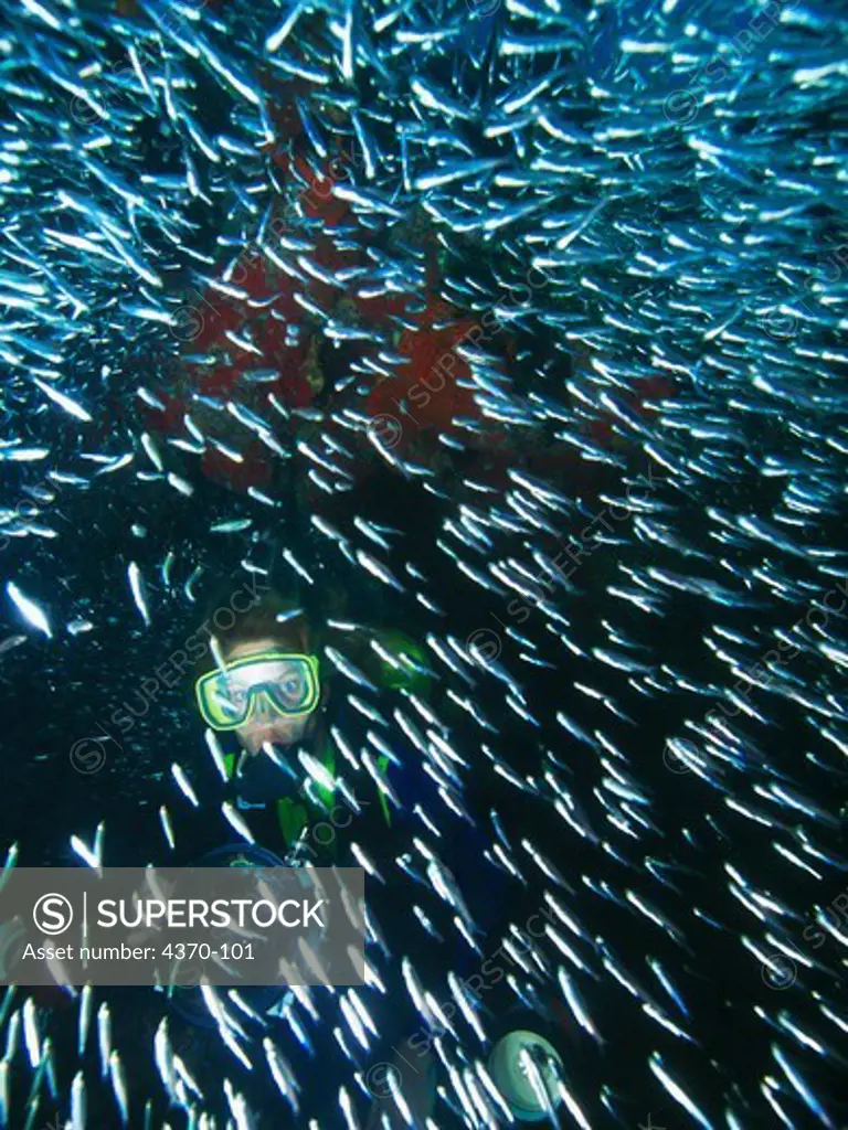 Diver Surrounded by Schooling Silversides