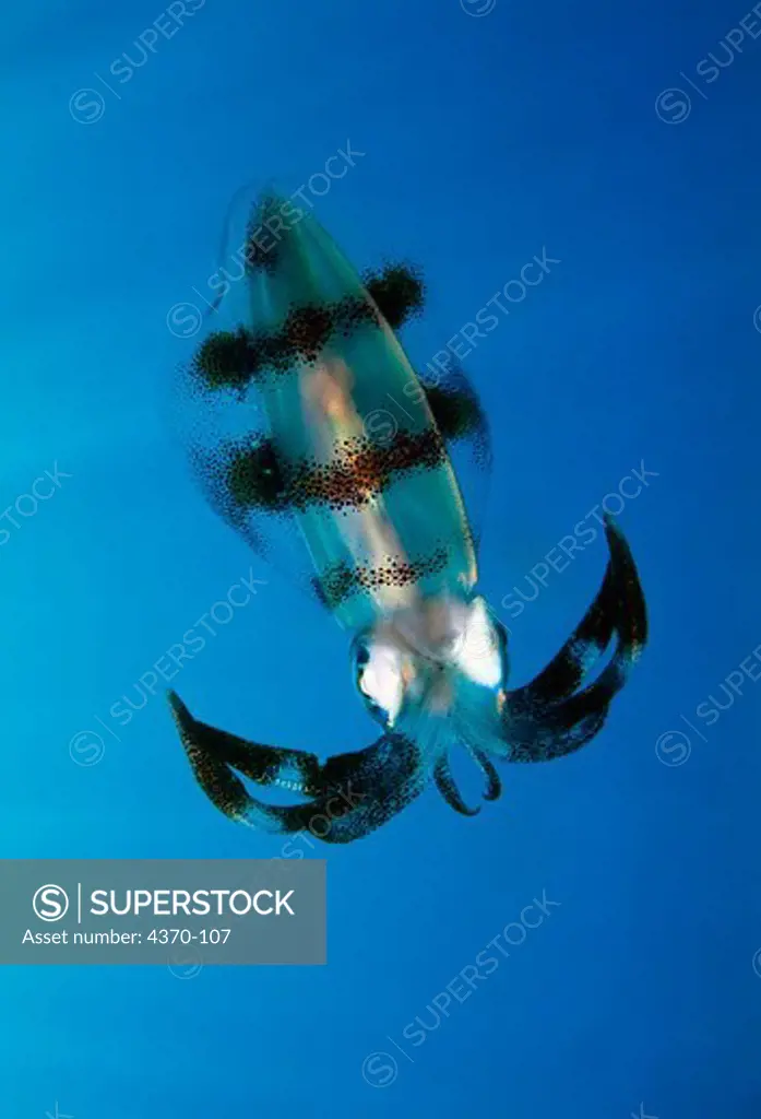 Bigfin Reef Squid in Papua New Guinea