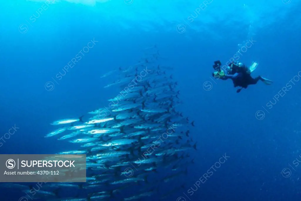 Diver and Schooling Barracuda
