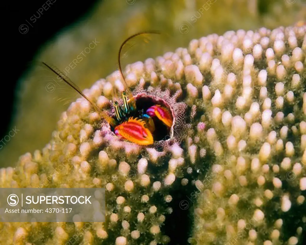 Coral Hermit Crab on Coral
