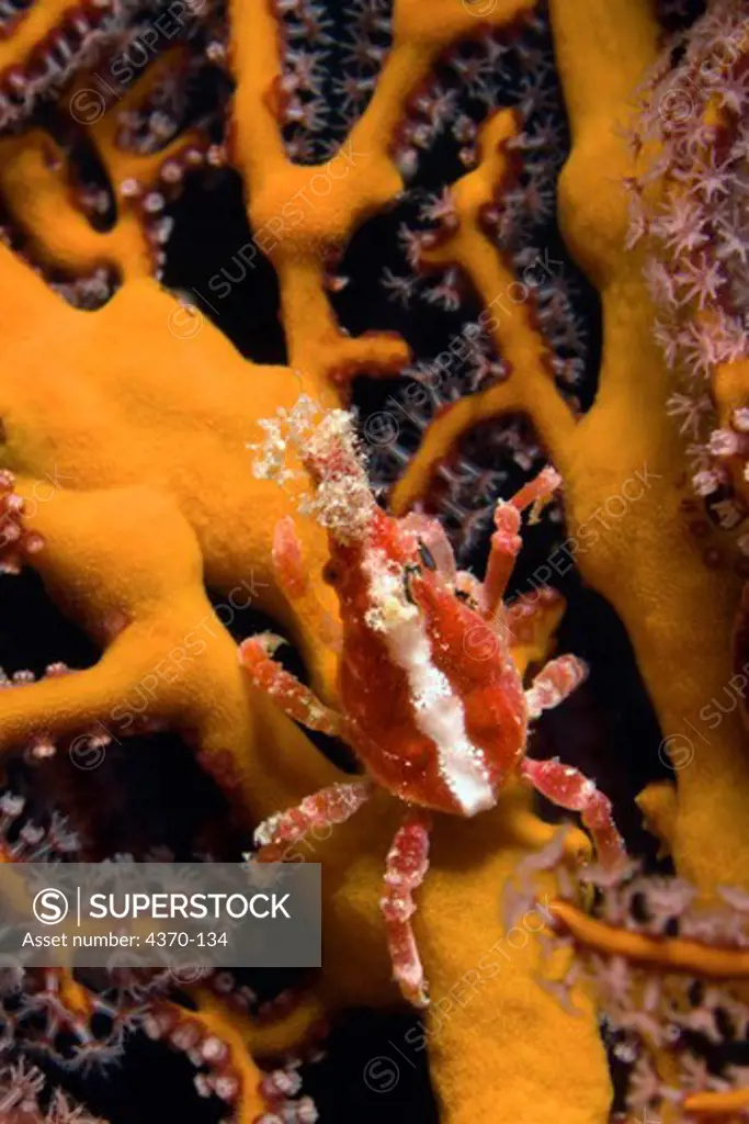 Spider Crab  on Soft Coral