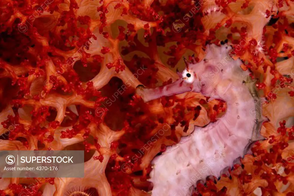 Thorny Seahorse  on Soft Coral