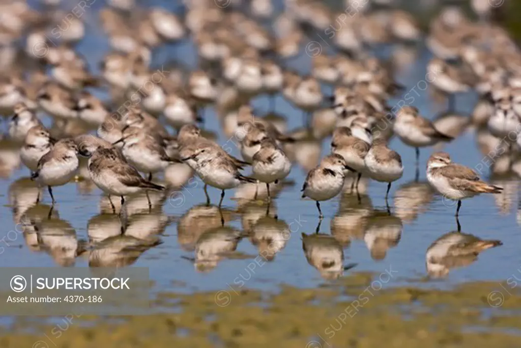 Sharp-Tailed Sandpipers