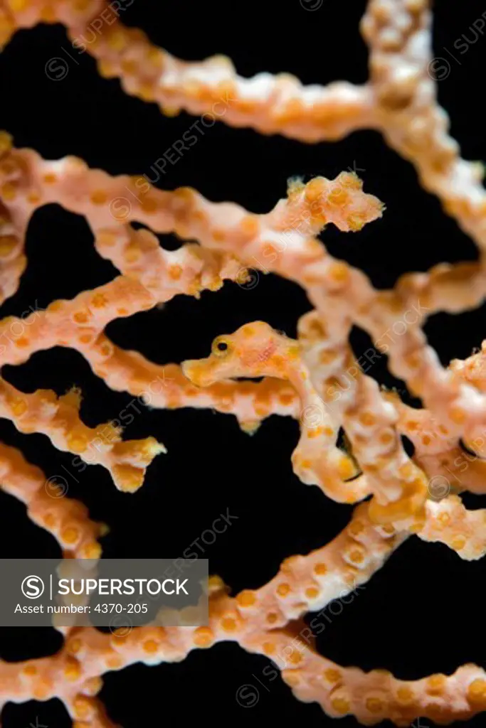Pygmy Seahorse on Gorgonian Coral