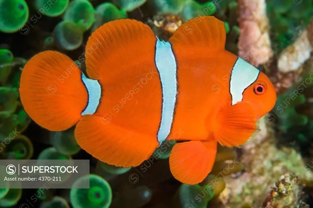 Spinecheek Anemonefish or Clownfish