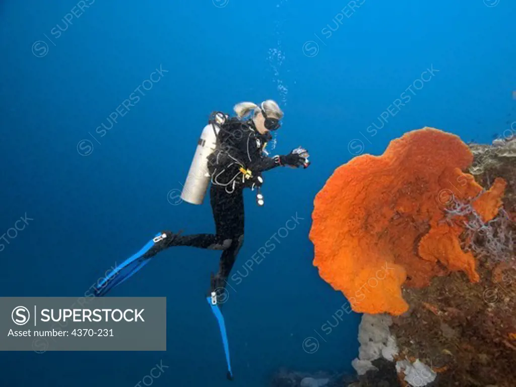 Diver and Sponge