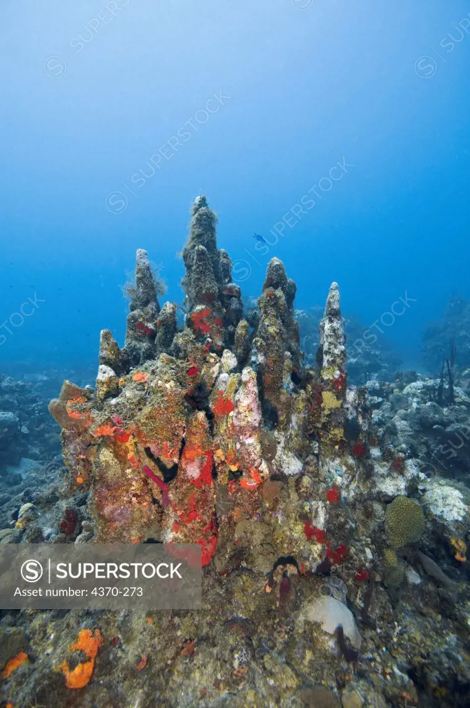 Stressed Pillar Coral