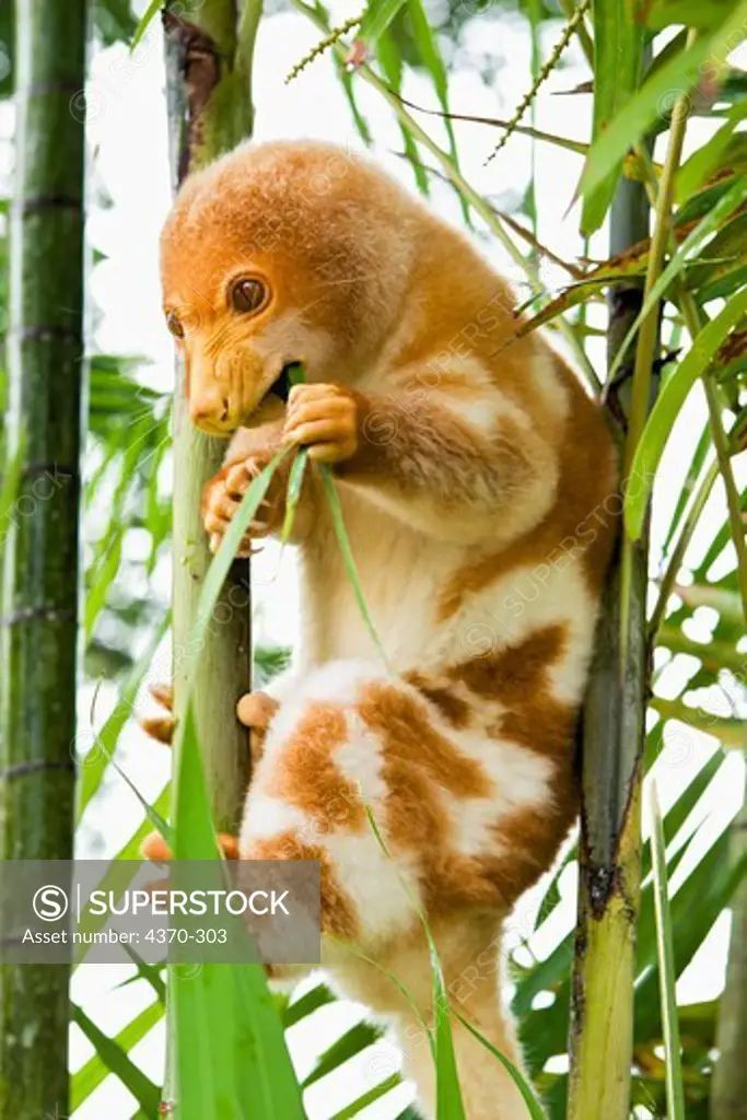A hand-raised spotted cuscus (Spilocuscus maculatus), a member of the opposum family, in Tufi, Oro Province, Papua New Guinea.